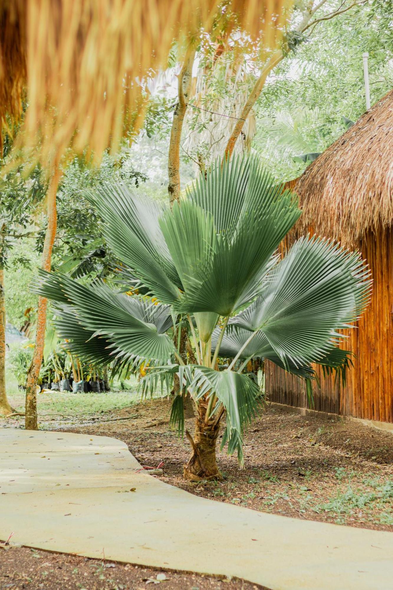 Mayan Playa Bacalar Dış mekan fotoğraf